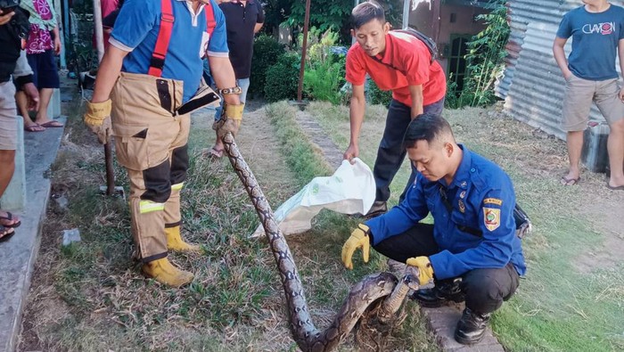 Evakuasi ular piton di Cubluk RT 01 RW 03 Kelurahan Giritirto Kecamatan Wonogiri Kota, Kamis (27/7/2023).