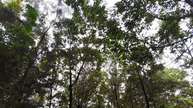 Harita Nickel di Pulau Obi