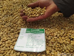Semringahnya Petani Lerang Merapi Magelang, Panen Kopi Arabika Melimpah