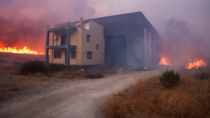 Kebakaran Hutan di Yunani Rembet Peternakan, Sapi-sapi Ini Mati A young man runs next to a burning farm, as a wildfire burns in Sesklo, in central Greece, July 26, 2023. REUTERS/Alexandros Avramidis