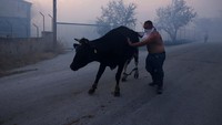 Warga mengevakuasi sapi-sapi mereka.  