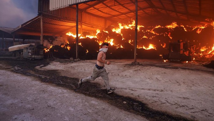 Kebakaran Hutan di Yunani Rembet Peternakan, Sapi-sapi Ini Mati A young man runs next to a burning farm, as a wildfire burns in Sesklo, in central Greece, July 26, 2023. REUTERS/Alexandros Avramidis