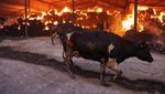 Kebakaran Hutan di Yunani Rembet Peternakan, Sapi-sapi Ini Mati