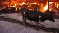 Sapi berlarian saat kandang mereka terbakar di Sesklo, di Yunani tengah, Rabu (26/7/2023).