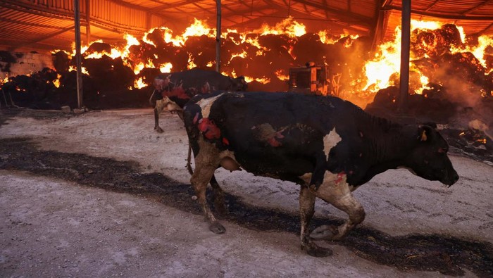 Kebakaran Hutan di Yunani Rembet Peternakan, Sapi-sapi Ini Mati A young man runs next to a burning farm, as a wildfire burns in Sesklo, in central Greece, July 26, 2023. REUTERS/Alexandros Avramidis