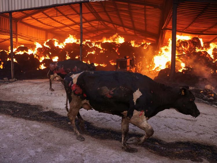 Kebakaran Hutan di Yunani Rembet Peternakan, Sapi-sapi Ini Mati
