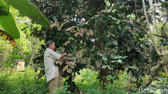 Pohon duku yang terserang penyakit karat daun di Desa Karangampel dan Cililitan, Ciamis.