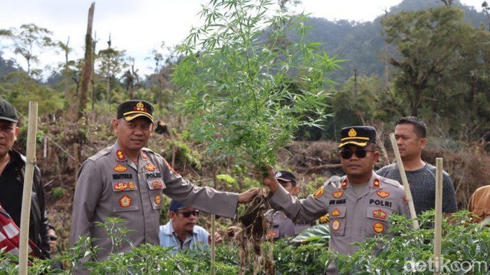 Pohon ganja yang diamankan Polres Tanah Karo.