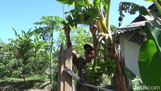 Pohon pisang unik di Lumajang
