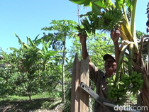 Pisang Khas Jawa Timur, Ada Kota Pisang di Sini