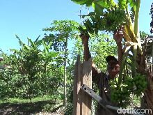 Pisang Khas Jawa Timur, Ada Kota Pisang di Sini