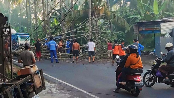 Pohon santan yang tumbang di Desa Antiga Kelod, Karangasem, Bali, pada Kamis pagi (27/7/2023). Pohon tumbang mengakibatkan kemacetan 1,5 kilometer di jalur Amlapura-Denpasar.