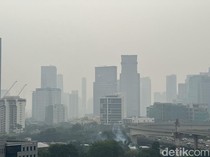 Polusi Lagi Parah-parahnya, 5 Tanaman Ini Bisa Bantu Bersihkan Udara di Rumah