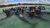 Masih di hari Kamis, Sekelompok paus terdampar di pantai di Australia Barat. Jumlahnya lebih dari 50 ekor, namun mereka akhirnya mati di satu lokasi. DBCA/AP Photo