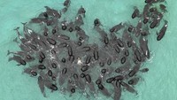 Dikutip dari BBC, Kamis (27/7/2023), lebih dari 50 paus pilot mati bersamaan. Pihak berwenang berlomba untuk menyelamatkan puluhan lainnya setelah terdampar secara massal di sebuah pantai di Australia Barat. DBCA/AP Photo  