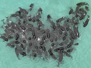 Kala Ratusan Paus Terdampar di Tepi Pantai Australia