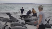 Beberapa kasus hewan laut terdampar massal di Australia melibatkan paus pilot. Yang terburuk adalah 230 ekor terdampar di pantai Tasmania pada tahun 2022 dan 150 terdampar di Australia Barat pada tahun 2018. Australian Broadcasting Corp/AP Photo  