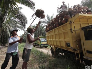 Jurus PTPN Genjot Produksi Minyak Goreng & Gula Konsumsi