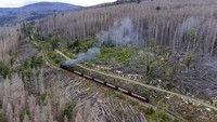 Namun sayangnya, saat ini pohon-pohon di kawasan pegunungan Harz meranggas akibat kekeringan.