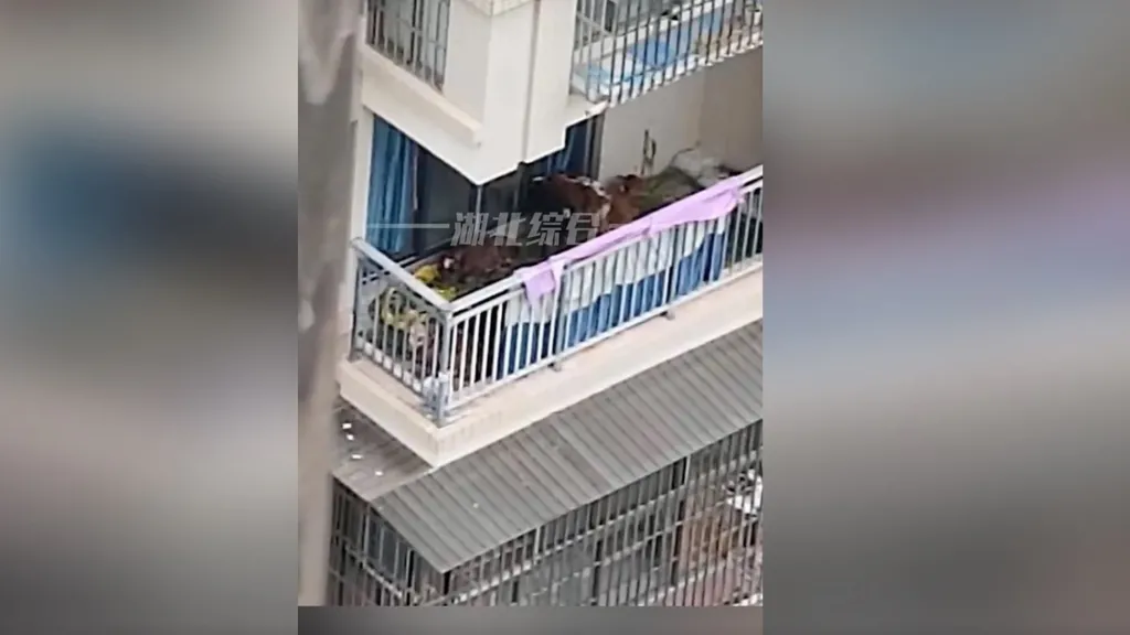 Sapi di balkon apartemen.South China Morning Post