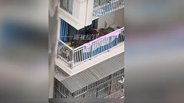 Sapi di balkon apartemen.South China Morning Post