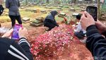 Foto: Prosesi Pemakaman Taufik Lala di TPU Munjul