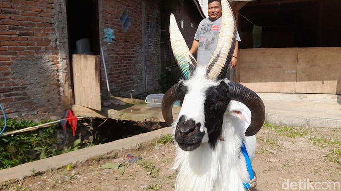 Unik! Domba Garut Milik Warga Sumedang Ini Memiliki 4 Tanduk
