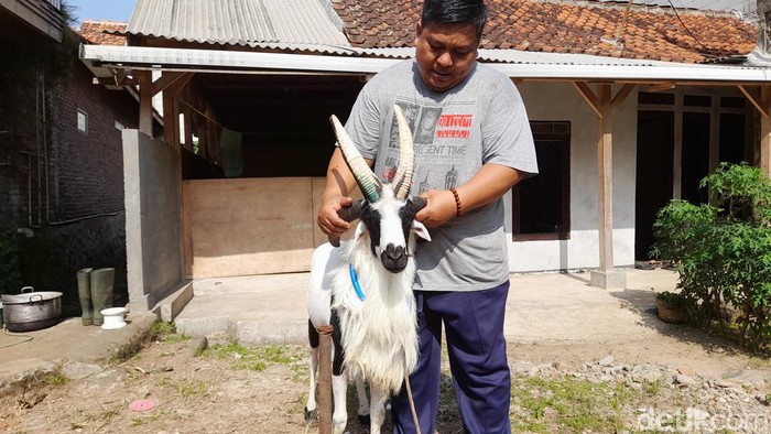 Unik! Domba Garut Milik Warga Sumedang Ini Memiliki 4 Tanduk
