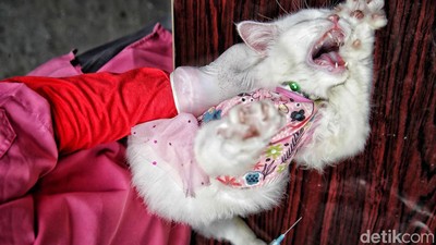 Waspada Rabies, Hewan Peliharaan di Petojo Utara Dapat Vaksin Gratis