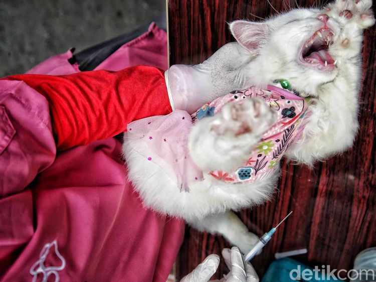 Waspada Rabies, Hewan Peliharaan di Petojo Utara Dapat Vaksin Gratis