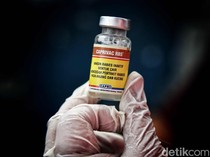 Puluhan Ribu Anjing Liar dan Peliharaan di Bangli Bakal Divaksin Massal