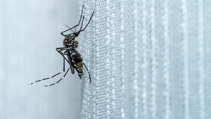 Aedes aegypti mosquito that causes numerous tropical diseases, such as dengue, zika, and chikungunya