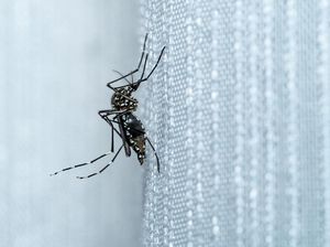 Kemenkes Minta Waspadai Kenaikan Chikungunya, Jabar Catat 6 Ribu Kasus