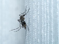 8 Cara Usir Nyamuk di Rumah