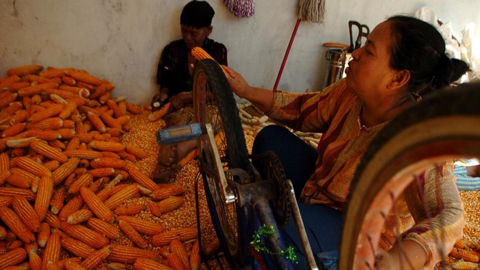Buruh melakukan perontokan jagung di Desa Pedes Lohor, Kabupaten Tegal, Jawa Tengah, Jumat (28/7/2023). Perontokan jagung yang dijual Rp5.000 per kilogram untuk bahan baku pembuatan pakan ternak tersebut dilakukan secara tradisional menggunakan sepeda dan paku diikat kayu. ANTARA FOTO/Oky Lukmansyah/hp.