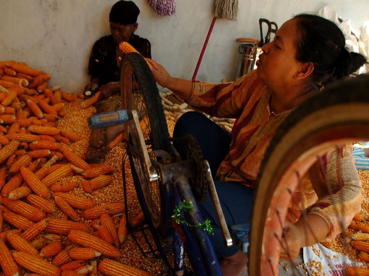 Begini Cara Jadul Merontokkan Jagung buat Pakan Ternak