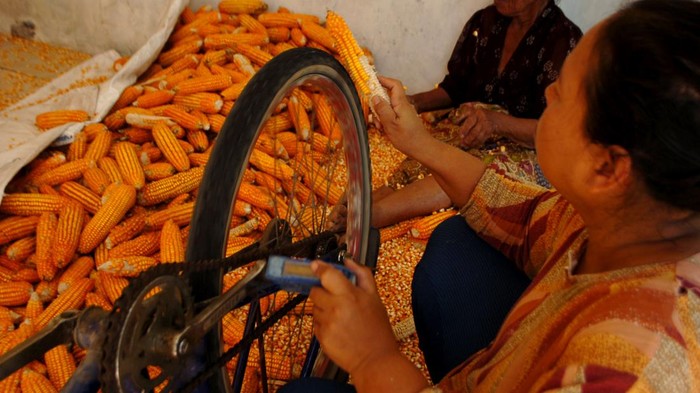 Buruh melakukan perontokan jagung di Desa Pedes Lohor, Kabupaten Tegal, Jawa Tengah, Jumat (28/7/2023). Perontokan jagung yang dijual Rp5.000 per kilogram untuk bahan baku pembuatan pakan ternak tersebut dilakukan secara tradisional menggunakan sepeda dan paku diikat kayu. ANTARA FOTO/Oky Lukmansyah/hp.