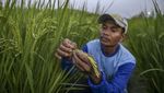 Penampakan Luasnya Lahan Penelitian Beras Jepang di Ponpes Al-Zaytun