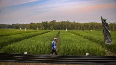 Penampakan Luasnya Lahan Penelitian Beras Jepang di Ponpes Al-Zaytun