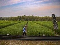 Udara di Indramayu Semakin Bersih