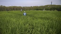 Petani memeriksa kondisi padi penghasil beras Koshihikari (Japonica Koshihikari) di lahan penelitian padi (Oryza Sativa L) kawasan Pondok Pesantren Al Zaytun, Indramayu, Jawa Barat, Kamis (27/7/2023).