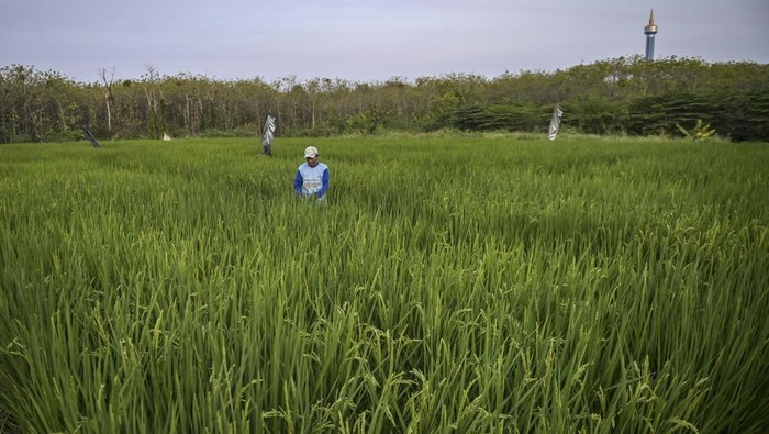 Begini Luasnya Lahan Penelitian Beras Japonica Koshihikari di Ponpes Al-Zaytun Petani memeriksa kondisi padi penghasil beras Koshihikari (Japonica Koshihikari) di lahan penelitian padi (Oryza Sativa L) kawasan Pondok Pesantren Al Zaytun, Indramayu, Jawa Barat, Kamis (27/7/2023). Beras Koshihikari tersebut merupakan jenis beras yang mengandung squalane oil tertinggi, dimana zat tersebut dapat melembabkan kulit bersama vitamin E serta antioksidan, dan juga merupakan bahan baku membuat sushi. ANTARA FOTO/Muhammad Adimaja/foc.