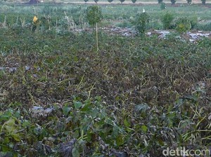 Suhu Minus 5 Derajat Celsius Bekukan Kebun Kentang di Dieng