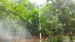 Potret Hutan Kota Cawang Diduga Jadi Sarang LGBT Kini Dijaga 24 Jam