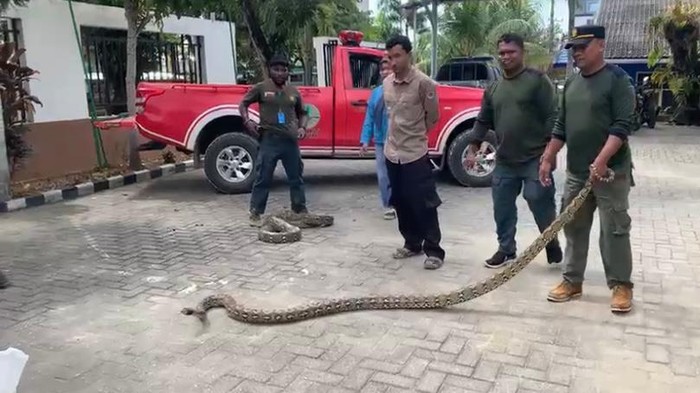 Sebanyak 5 ekor ular piton yang ditangkap warga di Kendari, Sulawesi Tenggara (Sultra) diserahkan ke Balai Konservasi Sumber Daya Alam (BKSDA) Sultra.