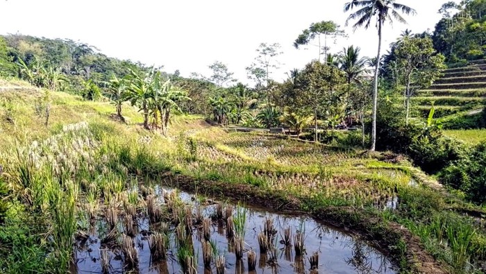 Kondisi sawah di Sukabumi