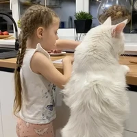 Kefir juga menjadi sorotan setelah Yuliya mengunggah video yang memperlihatkan kucing tersebut berdiri di sebelah putrinya, Minima yang berusia empat tahun. Kefir tampak memiliki tubuh yang tingginya sama dengan Minima. Foto: TikTok @mainecoonkefir