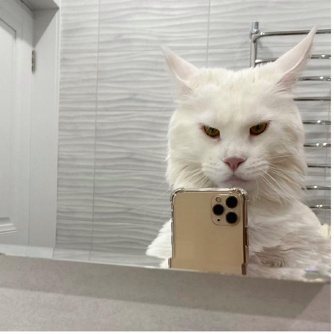 “Di malam hari dia suka naik ke tempat tidur dan tidur bersamaku. Saat dia masih anak kucing, itu tidak masalah. Tapi sekarang dia semakin besar dan berat, tentu saja sulit untuk tidur seperti itu,” kata Yuliya. Foto: Dok. Instagram @yuliyamnn