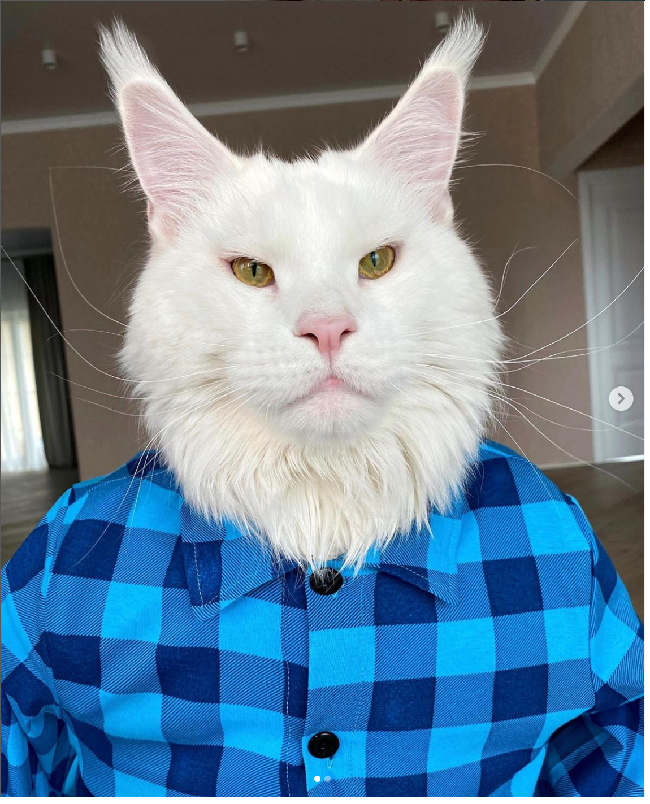 Dalam berbagai unggahannya, Kefir disebut Yuliya sebagai kucing jenis Maine Coon. Kucing tersebut memang termasuk kucing terbesar dengan ciri badan berotot dan kaki yang kuat. Foto: Dok. Instagram @yuliyamnn