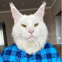 Dalam berbagai unggahannya, Kefir disebut Yuliya sebagai kucing jenis Maine Coon. Kucing tersebut memang termasuk kucing terbesar dengan ciri badan berotot dan kaki yang kuat. Foto: Dok. Instagram @yuliyamnn